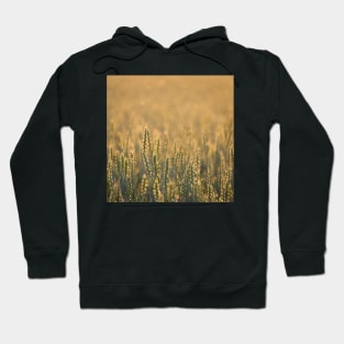 Common wheat Hoodie